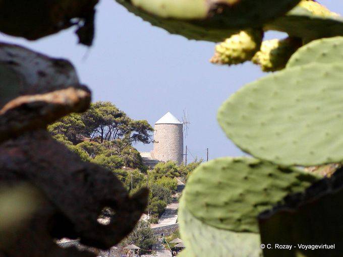 Cactus and mill, Hydra - Greece
