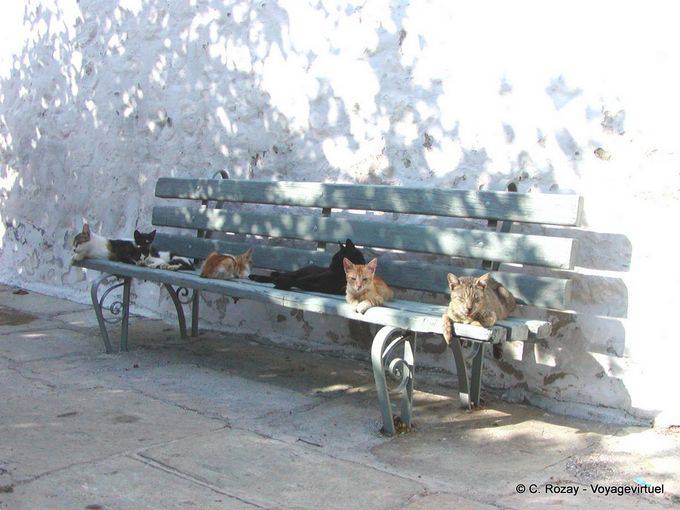 Cats on the bench, Hydra - Greece