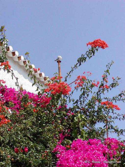 Bird and bougainvillea, Spetses - Greece