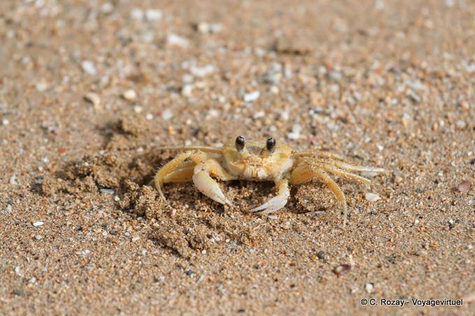 Le crabe de l'anse de la Perle - Guadeloupe