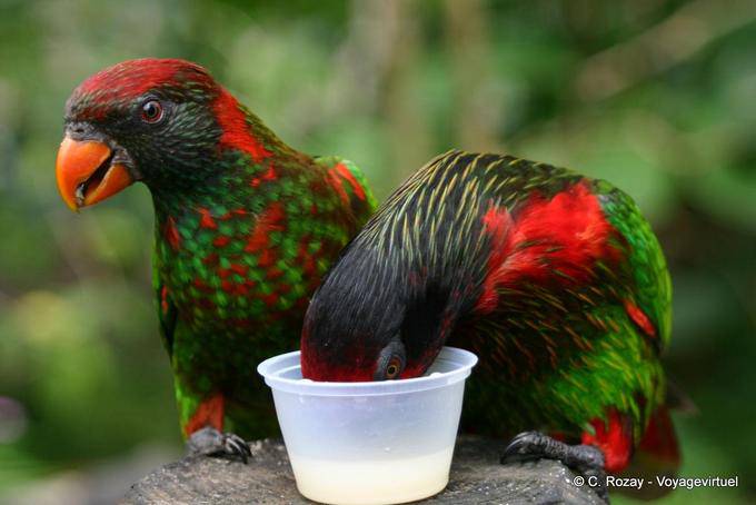 Varied lorikeet (Psitteuteles versicolor), botanical garden Deshaies - Guadeloupe