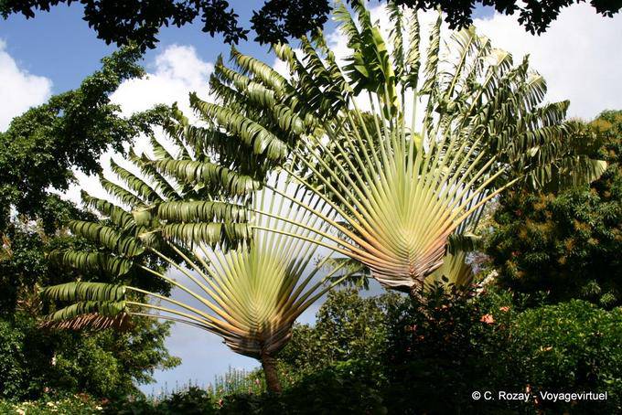 Traveller's Tree (Ravenala madagascariensis) Deshaies Botanical Garden - Guadeloupe