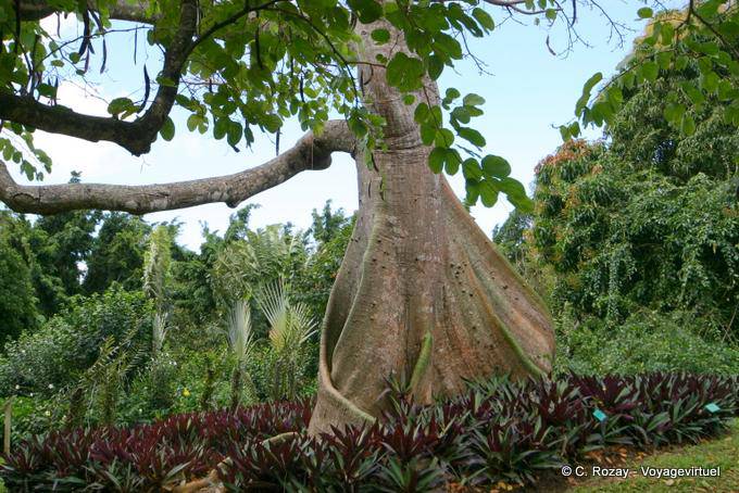 Trunk of a cheese (Ceiba), Garden of Deshaies - Guadeloupe
