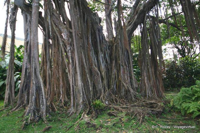 Aerial roots of the banyan, Deshaies garden - Guadeloupe