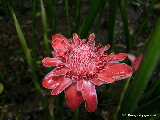 A Rose Porcelain in Deshaies park - Guadeloupe