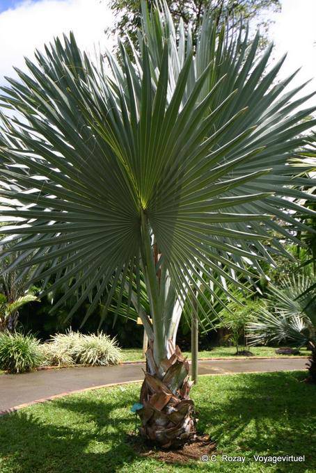 Young palm Talipot (Corypha umbraculifera), Garden of Deshaies - Guadeloupe