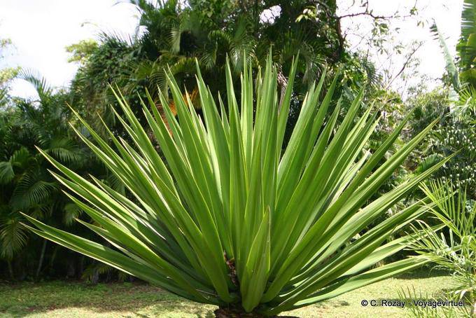 Yucca Agavaceae family, Garden Deshaies - Guadeloupe