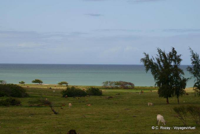 A meadow cows around Sainte-Rose - Guadeloupe