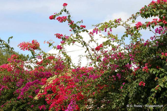 Hedge colorful bougainvillea, Plessis Nogent - Guadeloupe