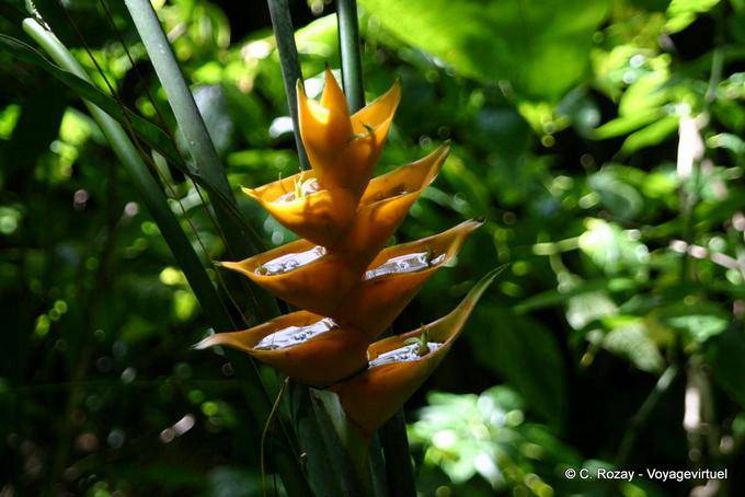 Heliconia caribaea yellow or balisier Caribbean, Guadeloupe - Guadeloupe