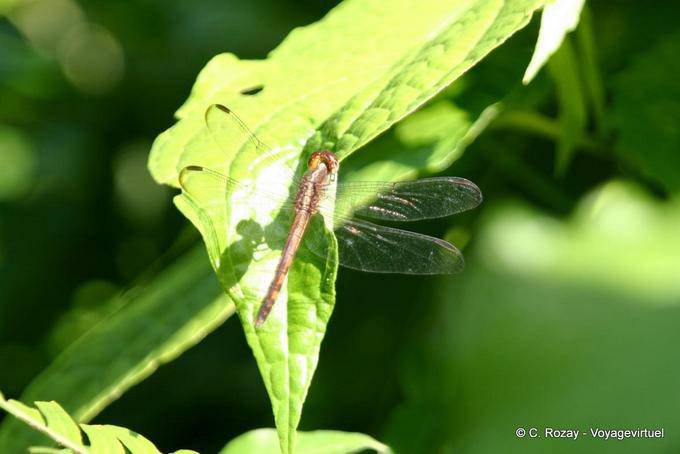 Dragonfly (Odonata anisopteran), Guadeloupe - Guadeloupe