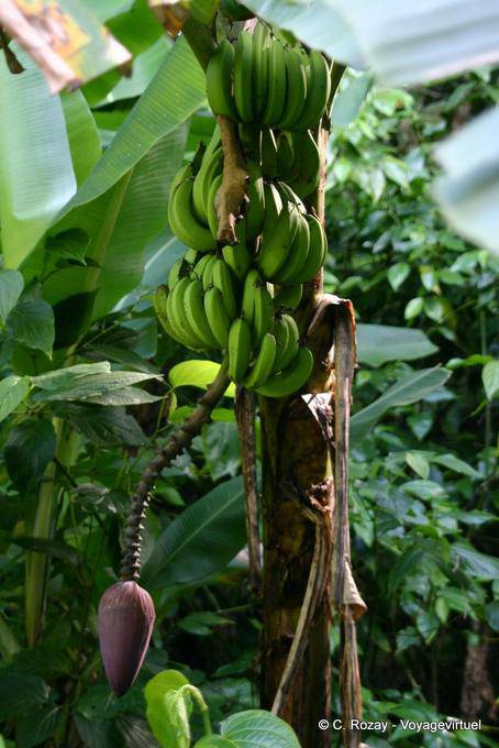 Bunch of bananas on a banana, Guadeloupe - Guadeloupe