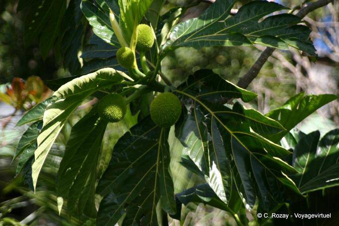 Fwiyapen, fruit breadfruit (Artocarpus altilis) - Guadeloupe