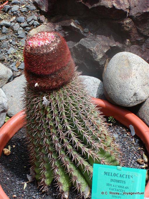 Melocactus intortus, also called cactus head to English, Garden Deshaies - Guadeloupe