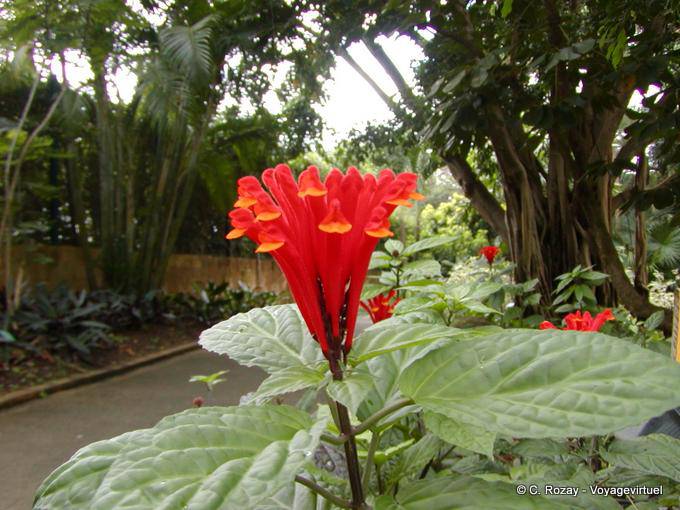 Plant with red-orange flower (unidentified), Garden of Deshaies - Guadeloupe