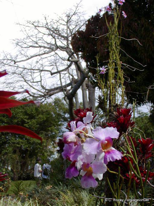 Orchids in the floral and animal park Deshaies - Guadeloupe