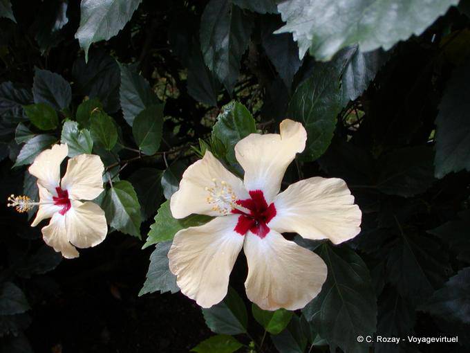 Hibiscus flowers, mallow family, Deshaies Botanical Garden - Guadeloupe