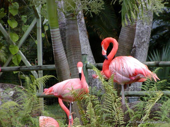 Caribbean flamingos (Phoenicopterus ruber), Garden of Deshaies - Guadeloupe