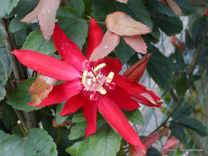 Passiflora vitifolia, Deshaies garden - Guadeloupe