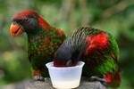 Varied lorikeet (Psitteuteles versicolor), botanical garden Deshaies, Guadeloupe.