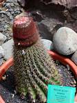 Melocactus intortus, also called cactus head to English, Garden Deshaies, Guadeloupe.