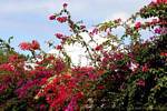 Hedge colorful bougainvillea, Plessis Nogent, Guadeloupe.