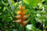 Heliconia caribaea yellow or balisier Caribbean, Guadeloupe, Guadeloupe.