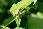 Dragonfly (Odonata anisopteran), Guadeloupe, Guadeloupe.