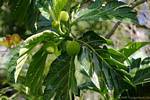 Fwiyapen, fruit breadfruit (Artocarpus altilis), Guadeloupe.