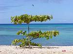 Raisinier and flying pelican on the beach, Anse Souffleur, Port Louis, Guadeloupe.