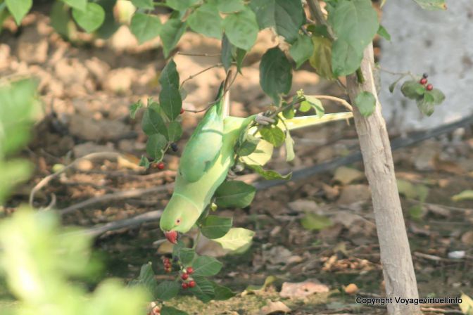 Agra Taj Mahal Perroquet Au Chahar Bagh Gardens - India