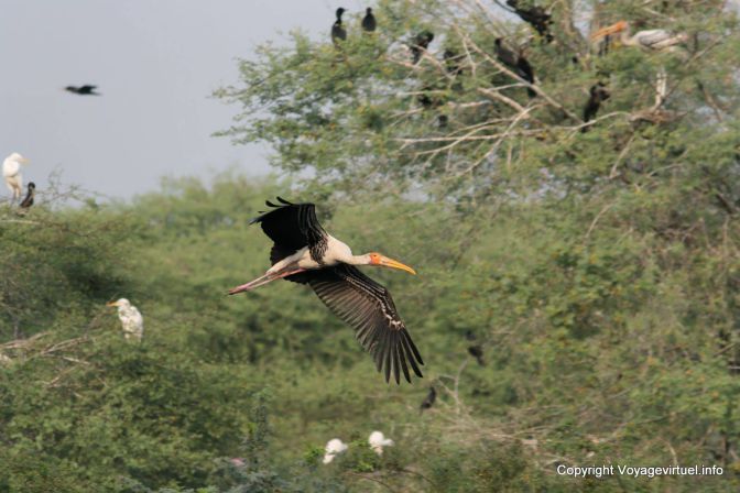 Bharatpur National Park Reserve Des Oiseaux - India