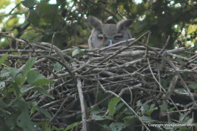 Bharatpur National Park Reserve Des Oiseaux - India