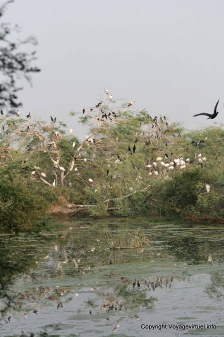 Bharatpur National Park Reserve Des Oiseaux - India