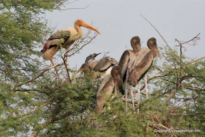Bharatpur National Park Reserve Des Oiseaux - India