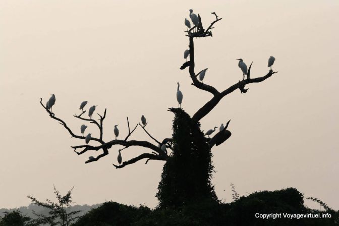 Bharatpur National Park Reserve Des Oiseaux - India