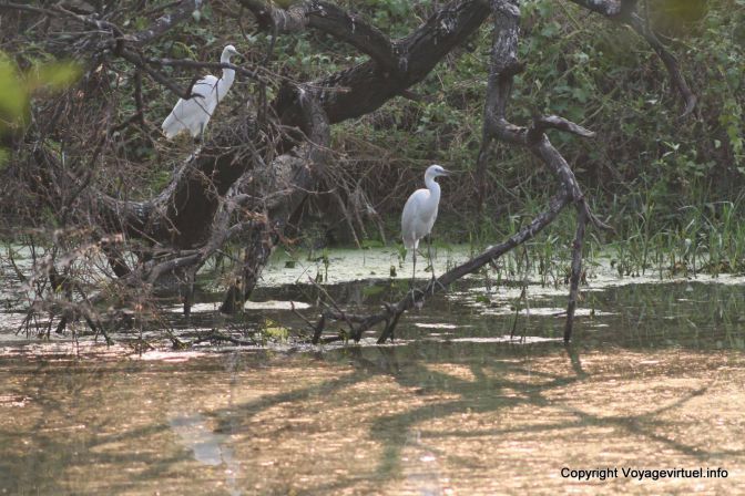Bharatpur National Park Reserve Des Oiseaux - India