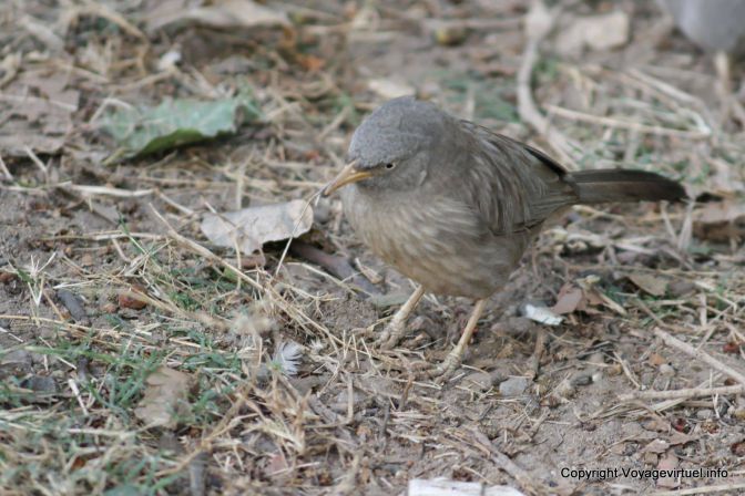 Bharatpur National Park Reserve Des Oiseaux - India