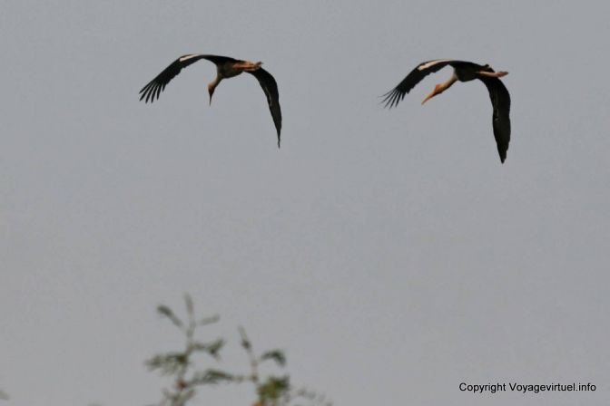 Bharatpur National Park Reserve Des Oiseaux - India