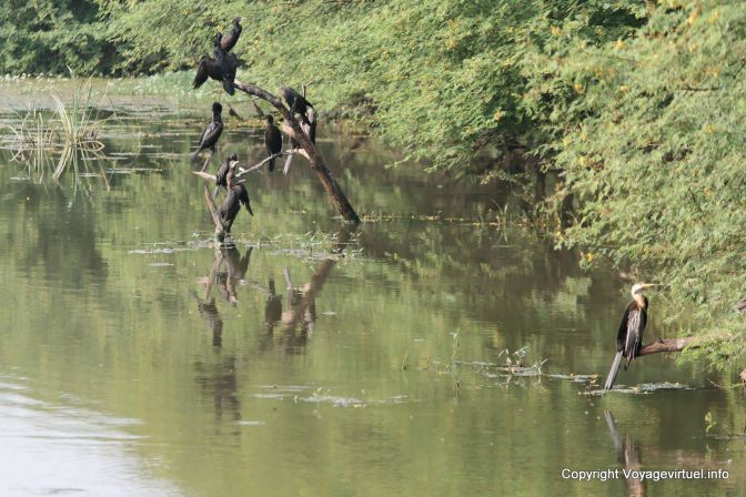 Bharatpur National Park Reserve Des Oiseaux - India