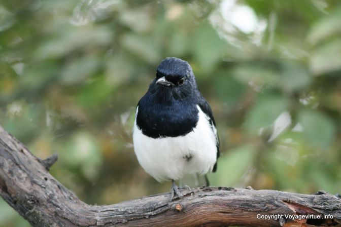 Bharatpur National Park Reserve Des Oiseaux - India