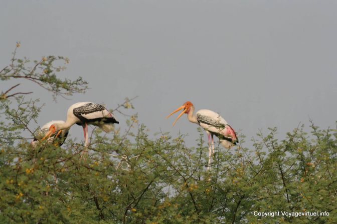 Bharatpur National Park Reserve Des Oiseaux - India