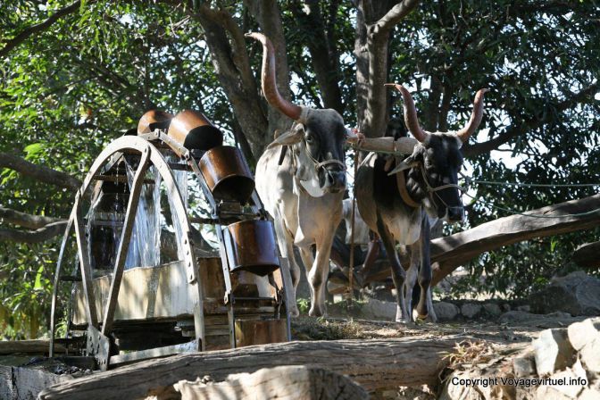 Ranakpur Noria - India