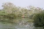Bharatpur national park reserve des oiseaux.