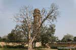 Chittorgarh tour de la victoire vijay stambh.