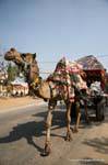 Pushkar.