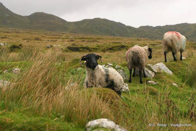 Black-headed sheep, Achill Island - Ireland