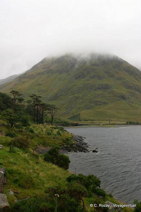 Pines on the shores of Lough Doo, R335 Sligo - Ireland