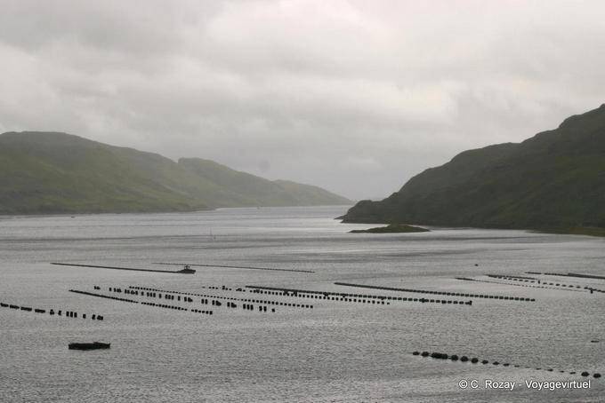 Fish culture in Killary Harbour - Ireland