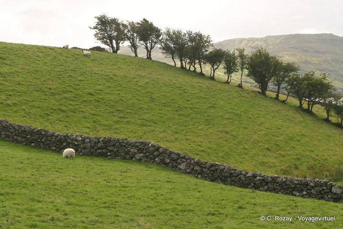 Hill ripple and stone wall, Connemara - Ireland